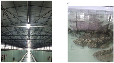 Aquaculture Water Treatment Ozone Generator Project By Ozone Machine